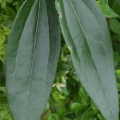 Bosrank, Groenblijvend (Clematis Armandii) -Natuur Kus Verkoopwinkel 20120211132337 5