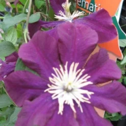 Bosrank (Clematis Viticella) -Natuur Kus Verkoopwinkel 20120211151041 1 1