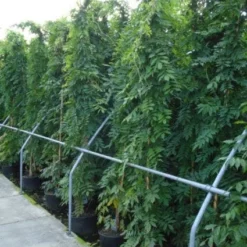 Blauwe Regen (Wisteria Sinensis) 13 Blauwe Regen (Wisteria Sinensis) -Natuur Kus Verkoopwinkel 20120213094040 13 1