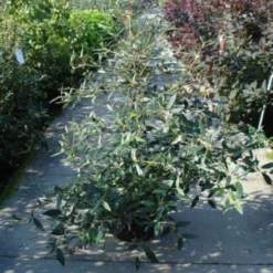 Sneeuwbal (Viburnum Bodnantense 'Dawn') -Natuur Kus Verkoopwinkel 20120213095450 1 1