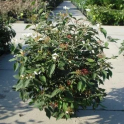 Sneeuwbal (Viburnum Plicatum 'Watanabe') -Natuur Kus Verkoopwinkel 20120213095627 8