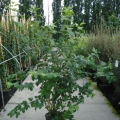 Sneeuwbal (Viburnum Opulus 'Roseum') -Natuur Kus Verkoopwinkel 20120213095949 9