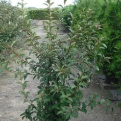 Sneeuwbal (Viburnum Bodnantense 'Charles Lamont') 12 Sneeuwbal (Viburnum Bodnantense 'Charles Lamont') -Natuur Kus Verkoopwinkel 20120213100726 4