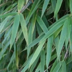 Niet Woekerende Bamboe (Fargesia 'Great Wall') -Natuur Kus Verkoopwinkel 20120213125547 7