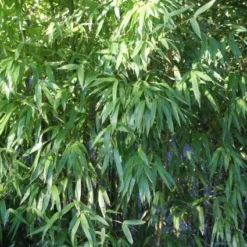 Niet Woekerende Bamboe (Fargesia 'Great Wall') -Natuur Kus Verkoopwinkel 20120213125631 7