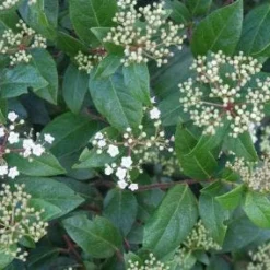 Groenblijvende Sneeuwbal (Viburnum Tinus 'Eve Price') -Natuur Kus Verkoopwinkel 20120213144628 50 10 1
