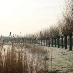 Knotwilg (Salix Alba) -Natuur Kus Verkoopwinkel 20120213152215 13