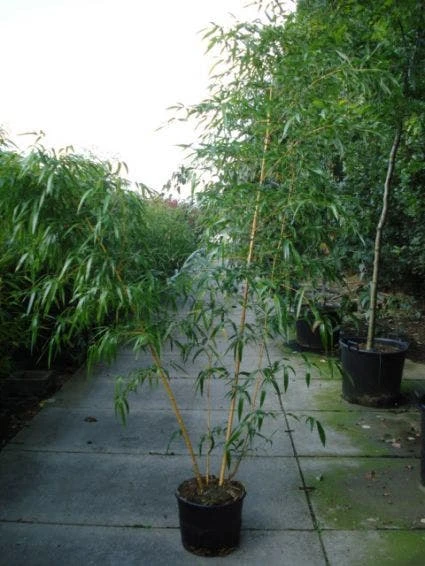 Bamboe (Phyllostachys Vivax 'Aureocaulis') 2 Bamboe (Phyllostachys Vivax 'Aureocaulis') - Afbeelding 2
