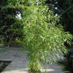 Natuur Kus Verkoopwinkel -Natuur Kus Verkoopwinkel 20120213164735 7