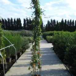 Passiebloem (Passiflora Caerulea) -Natuur Kus Verkoopwinkel 20120214131255 6 1