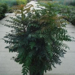 Mahoniestruik (Mahonia Media 'Winter Sun') -Natuur Kus Verkoopwinkel 20120214143611 11