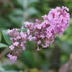 Vlinderstruik (Buddleja Davidii 'Pink Delight') -Natuur Kus Verkoopwinkel 20120215162826 3 1