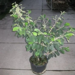 Toverhazelaar (Hamamelis Intermedia 'Arnold Promise') 14 Toverhazelaar (Hamamelis Intermedia 'Arnold Promise') -Natuur Kus Verkoopwinkel 20120217133021 6