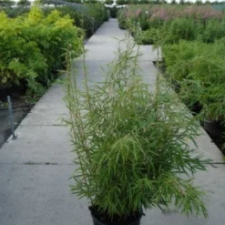 Niet Woekerende Bamboe (Fargesia Robusta) -Natuur Kus Verkoopwinkel 20120217133816 5 1