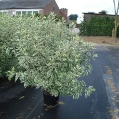 Bonte Kornoelje (Cornus Alba 'Elegantissima') -Natuur Kus Verkoopwinkel 20120218103321 3