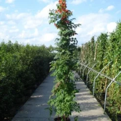 Trompetbloem (Campsis Tagliabuana 'Mme Galen') 13 Trompetbloem (Campsis Tagliabuana 'Mme Galen') -Natuur Kus Verkoopwinkel 20120218105251 9