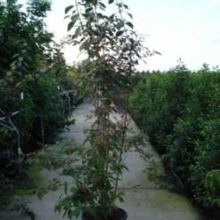 Schoonvrucht (Callicarpa Bodinieri 'Profusion') 12 Schoonvrucht (Callicarpa Bodinieri 'Profusion') -Natuur Kus Verkoopwinkel 20120218105422 30 6