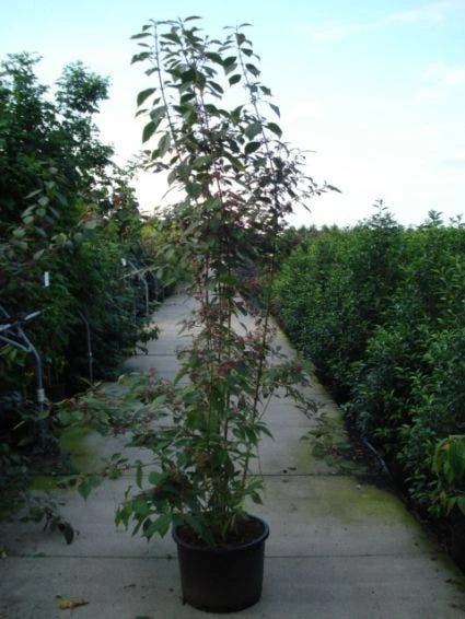 Schoonvrucht (Callicarpa Bodinieri 'Profusion') 6 Schoonvrucht (Callicarpa Bodinieri 'Profusion') - Afbeelding 6