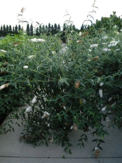 Vlinderstruik (Buddleja Davidii 'White Profusion') 8 Vlinderstruik (Buddleja Davidii 'White Profusion') - Afbeelding 8