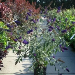 Vlinderstruik (Buddleja Davidii 'Black Knight') 14 Vlinderstruik (Buddleja Davidii 'Black Knight') -Natuur Kus Verkoopwinkel 20120218105758 5 1