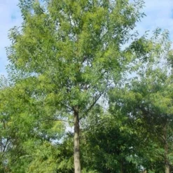 Mimosa Als Boom (Acacia Dealbata) -Natuur Kus Verkoopwinkel 20120219160954 6 1