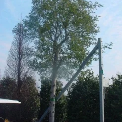 Mimosa Als Boom (Acacia Dealbata) -Natuur Kus Verkoopwinkel 20120219161040 6