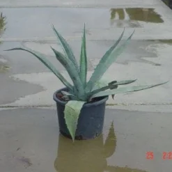 Agave (Agave Americana) -Natuur Kus Verkoopwinkel 20120220095820 3