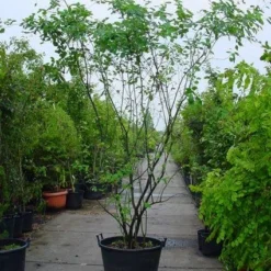 Krentenboom Als Struik (Amelanchier Lamarckii) 14 Krentenboom Als Struik (Amelanchier Lamarckii) -Natuur Kus Verkoopwinkel 20120220100746 13