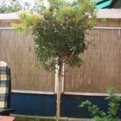 Lampepoetserplant Op Stam (Callistemon Laevis ) -Natuur Kus Verkoopwinkel 20120220111108 1