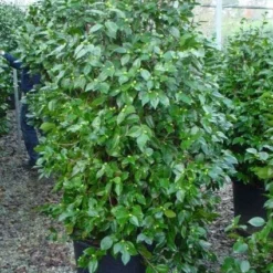 Camelia (Camellia, Rood) 19 Camelia (Camellia, Rood) -Natuur Kus Verkoopwinkel 20120220112609 60 12