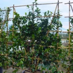 Camelia Als Leivorm (Camellia Japonica) 9 Camelia Als Leivorm (Camellia Japonica) -Natuur Kus Verkoopwinkel 20120220112828 2