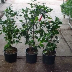 Camelia (Camellia, Rood) 17 Camelia (Camellia, Rood) -Natuur Kus Verkoopwinkel 20120220112914 60 12