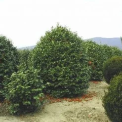 Camelia (Camellia, Rood) 15 Camelia (Camellia, Rood) -Natuur Kus Verkoopwinkel 20120220113515 24 12 12
