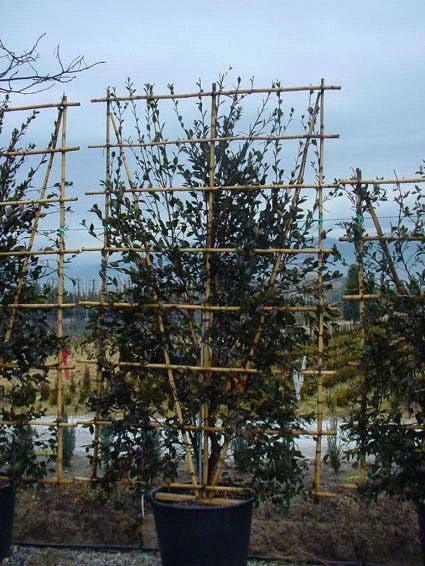 Camelia Als Leivorm (Camellia Japonica) 1 Camelia Als Leivorm (Camellia Japonica)