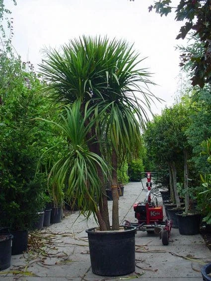 Cordyline (Cordyline Australis) 4 Cordyline (Cordyline Australis) - Afbeelding 4