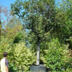 Kaki (Diospyros Kaki) 13 Kaki (Diospyros Kaki) -Natuur Kus Verkoopwinkel 20120220155112 8 1