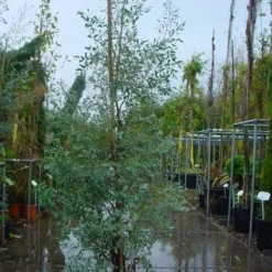 Winterharde Gomboom (Eucalyptus Gunnii) -Natuur Kus Verkoopwinkel 20120220160905 5
