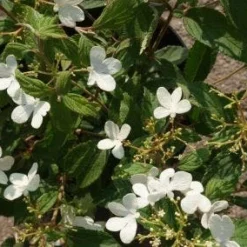 Sneeuwbal (Viburnum Plicatum 'Watanabe') -Natuur Kus Verkoopwinkel 20120221135107 8