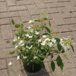 Sneeuwbal (Viburnum Plicatum 'Watanabe') -Natuur Kus Verkoopwinkel 20120221135139 8