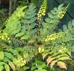 Mahoniestruik (Mahonia Media 'Winter Sun') -Natuur Kus Verkoopwinkel 20120225093859 11