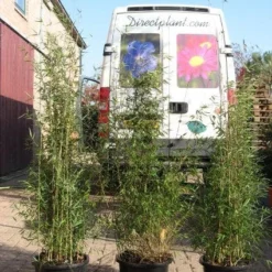 Niet Woekerende Bamboe (Fargesia 'Jiuzhaigou') 22 Niet Woekerende Bamboe (Fargesia 'Jiuzhaigou') -Natuur Kus Verkoopwinkel 20120226104653 4