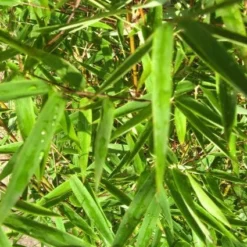 Niet Woekerende Bamboe (Fargesia 'Jiuzhaigou') 20 Niet Woekerende Bamboe (Fargesia 'Jiuzhaigou') -Natuur Kus Verkoopwinkel 20120226104740 4