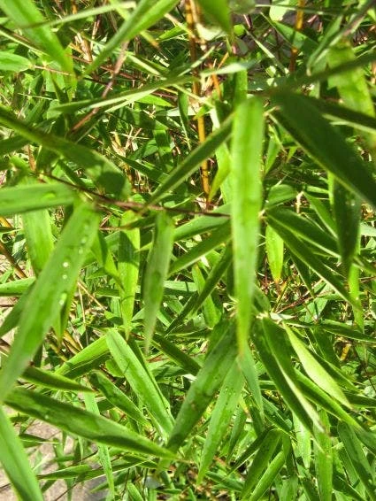 Niet Woekerende Bamboe (Fargesia 'Jiuzhaigou') 4 Niet Woekerende Bamboe (Fargesia 'Jiuzhaigou') - Afbeelding 4