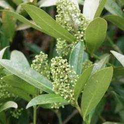 Skimmia (Skimmia Confusa 'Kew Green') -Natuur Kus Verkoopwinkel 20120228154247 3