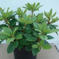 Rhododendron (Rhododendron Catawbiense 'Boursault') -Natuur Kus Verkoopwinkel 20120305135536 2