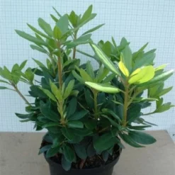 Rhododendron (Rhododendron Catawbiense 'Grandiflorum') 17 Rhododendron (Rhododendron Catawbiense 'Grandiflorum') -Natuur Kus Verkoopwinkel 20120305135657 13