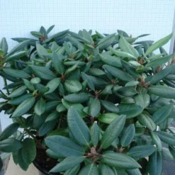 Rhododendron (Rhododendron Catawbiense 'Boursault') -Natuur Kus Verkoopwinkel 20120305140234 2