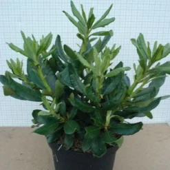 Rhododendron (Rhododendron 'Nova Zembla') 12 Rhododendron (Rhododendron 'Nova Zembla') -Natuur Kus Verkoopwinkel 20120305140253 7