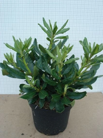 Rhododendron (Rhododendron 'Nova Zembla') 3 Rhododendron (Rhododendron 'Nova Zembla') - Afbeelding 3