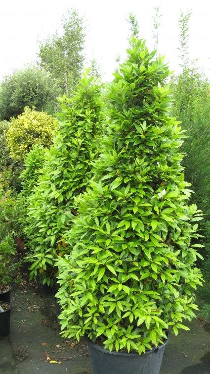 Echte Laurier Als Piramide (Laurus Nobilis) 3 Echte Laurier Als Piramide (Laurus Nobilis) - Afbeelding 3